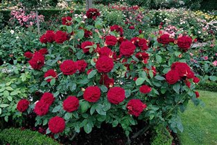 L.D.Braithwaite.9,13-2шт полный