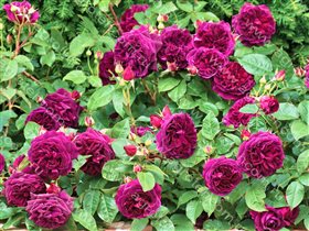 MUNSTEAD WOOD   (Манстэд Вуд) 9.13е-2шт полный