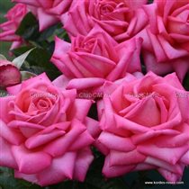 Wedding Bells 6,10-3шт