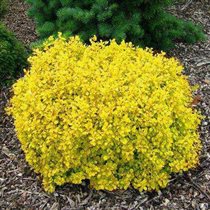 berberis thunb goldalita 1,75  2шт