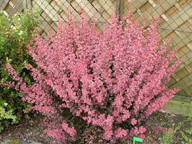 berberis thunbergii pink queen 1,75