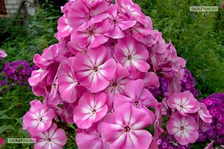 флокс Анастасия   85р