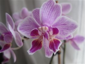 Орхидея о двух головах :-)