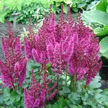 астильба пурпл рейн 103р