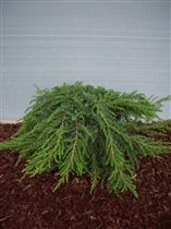 comm.Green Carpet можевельникобыкновенный 1,49е 2ш