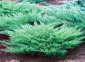 juniperus hor andorra compact може горизонтал 1,37