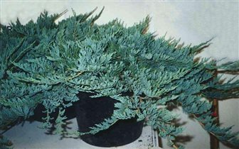 juniperus hor blue chip можжевельник 1,49е 2шт