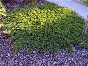 juniperus можжевельник hor prince of wales 400р