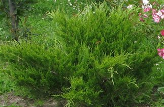 juniperus sabina rockery gem 1,49е можж.казацкий