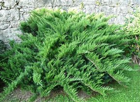 juniperus sabina tamariscifolia 1,37е казацкий