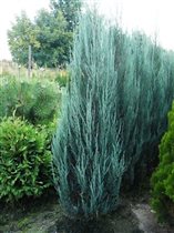 juniperus scop blue arrow можжеве 1,37е 5шт