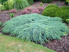 можжевельник juniperus squa blue carpet 1,37е 2шт
