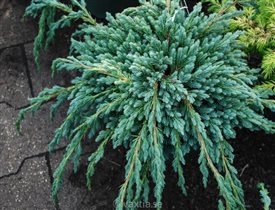 Можже чешуйчатый 'Blue Spider' Juniperus 1,75е