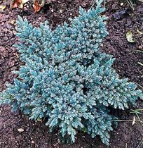 Мож чешуй (Juniperus squmata) 'Blue  Star'1,49е