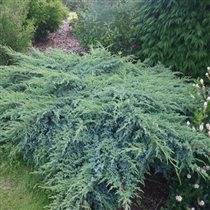 Можжевельник чешуйчатый Blue Swede.1,46е