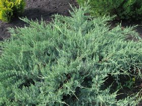 Можже Juniperus virginiana 'Hetz 1,62е