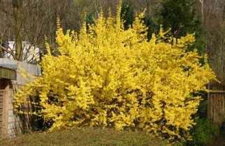 Форзиция промежуточная Spectabilis 1,23е 2шт