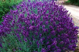 лаванда узколистная lavandula ang hidcote 1,25е 2ш