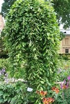 6972040	Salix caprea Pendula	Ива	C7,5	180PA	9,94