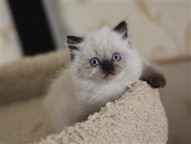 Unicum - длинношерстный котенок окраса сил-поинт