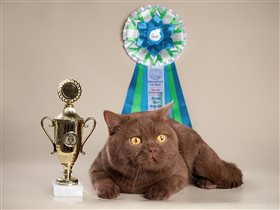 Папа - Ch.Tricky Nick Pooh Bear