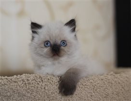 Уникум - очень интересный малыш