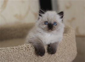 Зарезервирован Ириной г. Санкт-Петербург