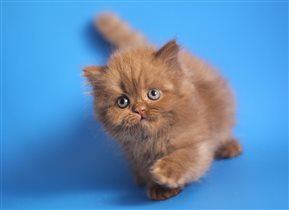 Ультра Бьюти - длинношерстная девочка окраса цинна