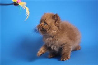 Зарезервирована Алексеем г. Москва