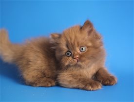 Очень редкий окрас в длинношерстном варианте