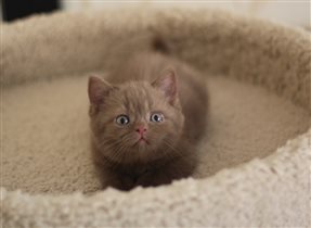 Uma Turman - циннамоновая девочка