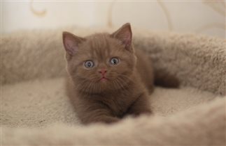 Умочка. Резерв питомника.