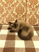 Финчеру - год