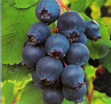 6960229	Ирга 17,20 евро + %% Amelanchier Prince Wi