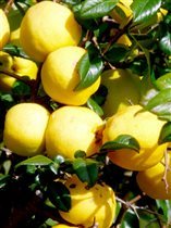 Chaenomeles Айва sup. Crimson and Gold	P15 30-40 C