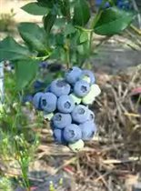 'Блюкроп  Bluecrop P13 25-30см 3.33+10%орг-