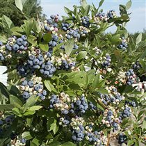 Patriot P13 25-30см 3.33+10%орг