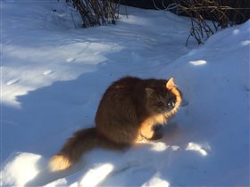 Зимний кот и мыльные пузыри)