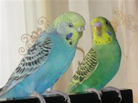 Семья попугайчиков