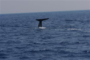Большой китовый привет!
