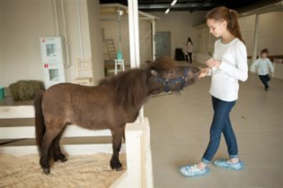 Познакомьтесь с новым питомцем – дружелюбной пони Прагой  на зооферме 'Бебека'!