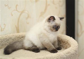 Уникум - красавец.