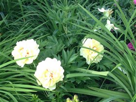 Пион Iton Bartzella