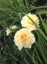 Пион Iton Bartzella