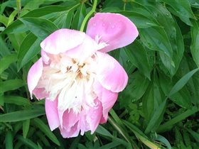 Пион Bowl of Beauty