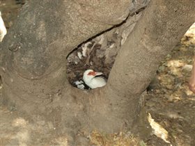 Утка, живущая в дереве