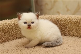 Зефир - мальчик окраса шоколад-поинт