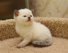 Zephyr (Зефирчик) - вкусный белоснежный мальчик