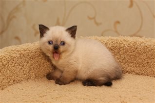 Zara - девочка редчайшего окраса сил-поинт