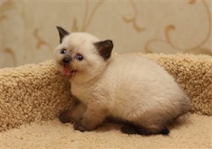 Zara зарезервирована Залиной г. Москва